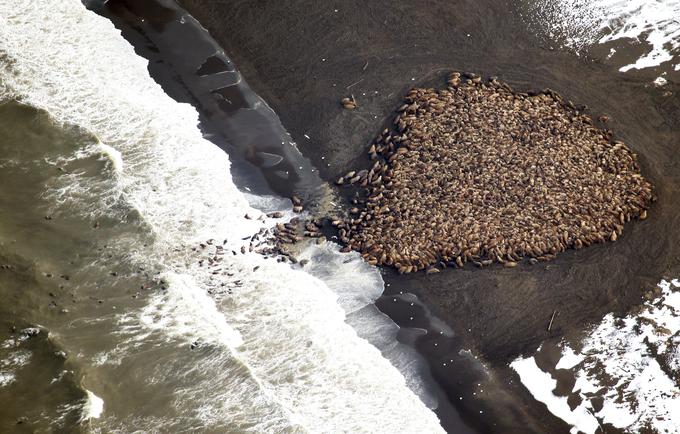 Okoli 35 tisoč mrožev se je nagnetlo na plaži blizu vasi Point Lay na Aljaski. Mroži uporabljajo led za počivanje v arktičnem morju. | Foto: Reuters