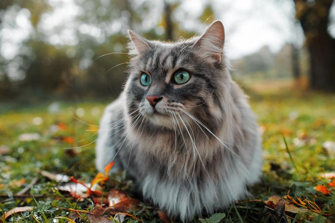 Sibirska mačka | Sibirske mačke so očarljiva in edinstvena pasma, znana po osupljivem kožuhu, zvestobi in prilagodljivosti. | Foto Shutterstock