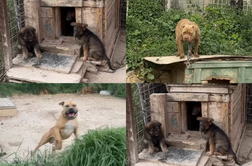 Grozljivo razkritje iz Splita: psihiater mučil in zadrževal 67 psov in dva volka #video