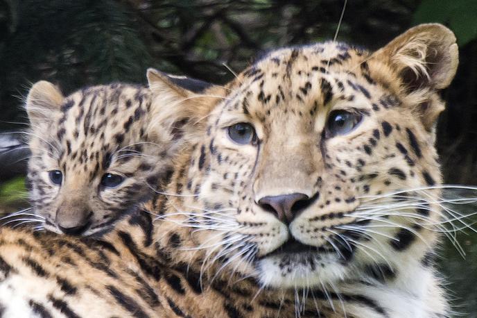 Amurski leopard | Populacija leopardov je bila zdesetkana predvsem zaradi kombinacije nezakonitega lova – lovci so jih lovili zaradi kožuha – in izgube habitata. Amurski leopard je na ruskem rdečem seznamu kot najredkejša in kritično ogrožena podvrsta leoparda na meji izumrtja. | Foto Guliverimage