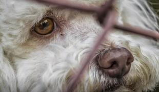 Glasne kritike predlagane novele zakona o živalih #video