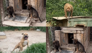 Grozljivo razkritje iz Splita: psihiater mučil in zadrževal 67 psov in dva volka #video