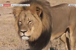 Ameriški zobozdravnik sprožil ogorčenje z ubojem priljubljenega leva (video)