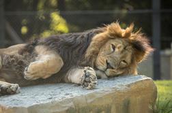 Poginil priljubljeni lev iz ljubljanskega živalskega vrta