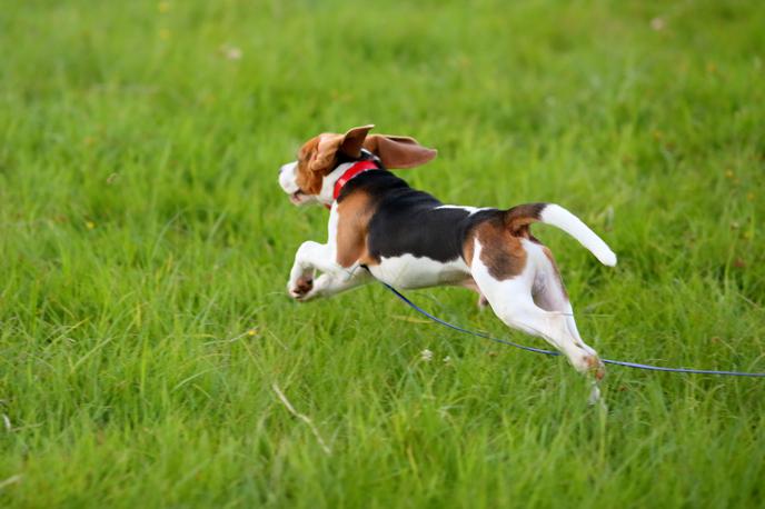 Pes. Kuža | Psi potrebujejo redne izzive in naloge, da ostanejo srečni. | Foto Shutterstock