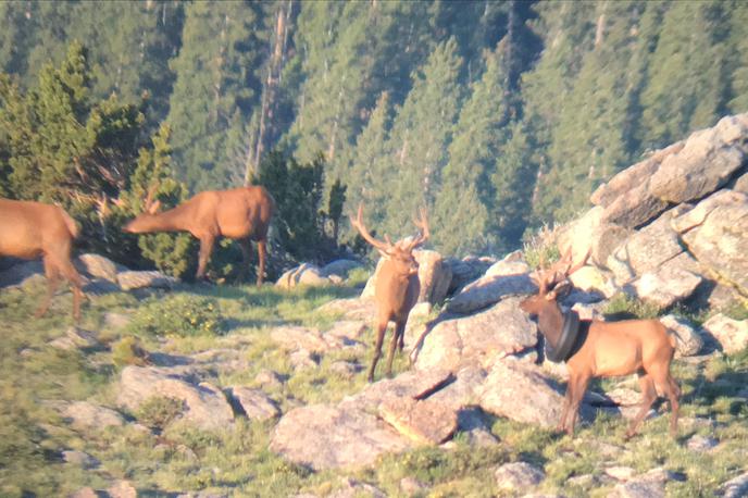 los pnevmatika | Nesrečnik s pnevmatiko je bil del črede okrog 40 jelenov. | Foto Colorado Parks Wildlife