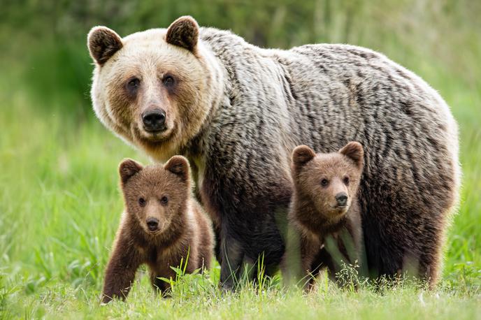 Medved | Odločitev ministrstva za naravne vire o odstrelu medvedov je v zadnjih tednih naletela na ostre odzive tudi drugih nevladnih organizacij. | Foto Shutterstock