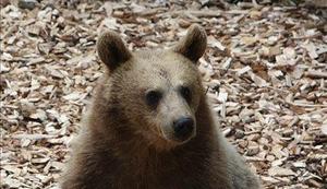 Medved na Poreznu v zadnjem mesecu ubil šest govedi, na Sorici tri ovce