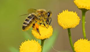 V Združenem kraljestvu dovolili uporabo pesticida, ki škoduje čebelam