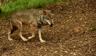 Volkove bodo lahko streljali na celotnem območju, ne le ob pašnikih #video