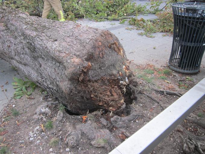 Na videz zdrava drevesa so lahko v resnici zaradi preperelosti močno nevarna. Foto: Gasilska brigada Ljubljana | Foto: 