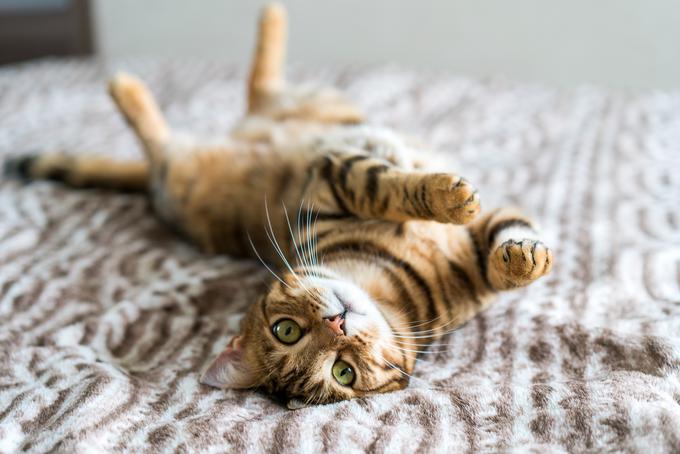 mačka | Foto: Getty Images