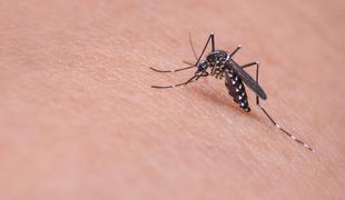 V Trstu odkrili primer bolezni, ki jo prenaša tigrasti komar