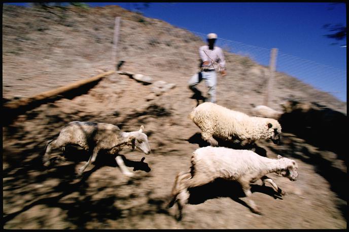 Ovce | Ker ovce niso našle trave, so iz bližnjega rastlinjaka pojedle konopljo.  | Foto Guliverimage