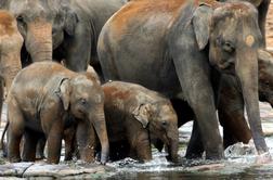 Bocvana grozi Nemčiji, da ji bo podarila 20 tisoč slonov