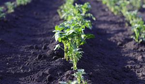 Začetek vrtnarske sezone: Priprava tal in izbira pravih semen