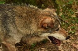 Volkovi napadajo domače živali, domačini zaskrbljeni