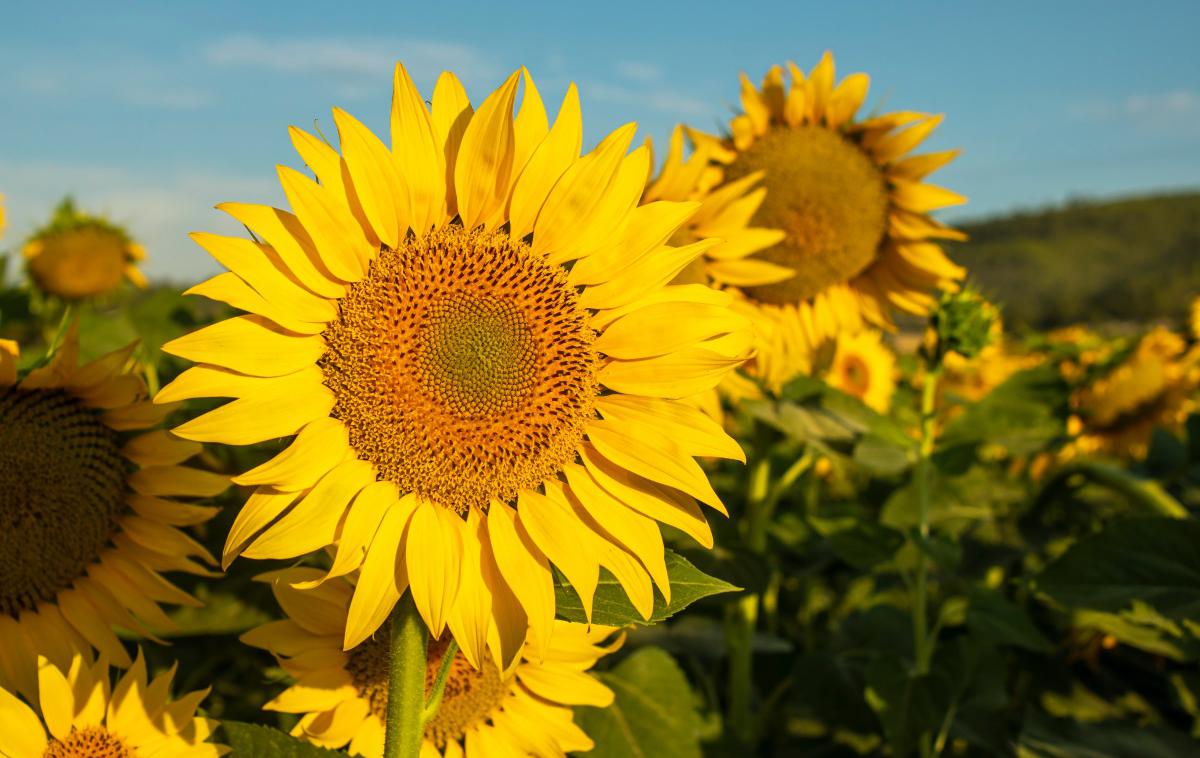 sončnica | V lanskem letu je bilo s sončnicami posejanih okrog 20 hektarov polj v spodnjem delu Vipavske doline, zanimanja za tovrstno pridelavo pa je vse več.  | Foto Shutterstock