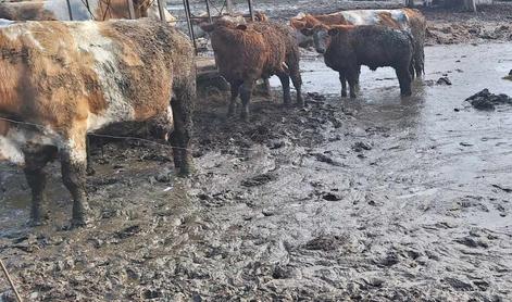 Uprava pri odvzemu goveda ugotovila kršitve zakonodaje