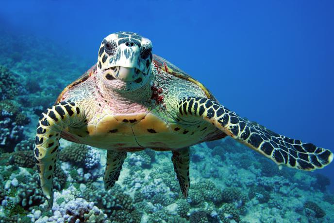 Želva | Želvje meso na Zanzibarju velja za specialiteto. | Foto Shutterstock