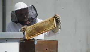 Virtualna čebelja varuška