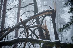 Na Koroškem sanirani dve tretjini v žledu poškodovanih gozdov