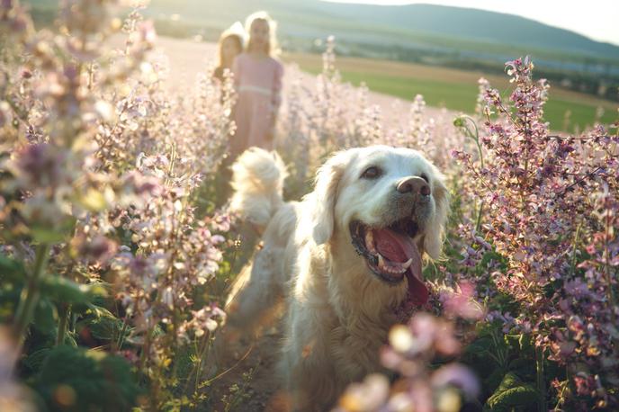 hišni ljubljenčki pes | Foto Shutterstock