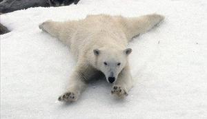 Polarni medved neprekinjeno plaval devet dni
