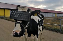 Prijetna navidezna resničnost zmanjšuje stres – potrdile ruske krave!