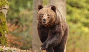 Odločitev je padla: letos bodo odstrelili 176 medvedov