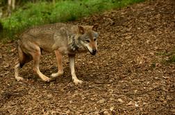 Navodilo Arsa: na Gorenjskem lahko odstrelijo pet volkov