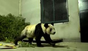 Po dvajsetih letih panda Ya Ya spet doma #video