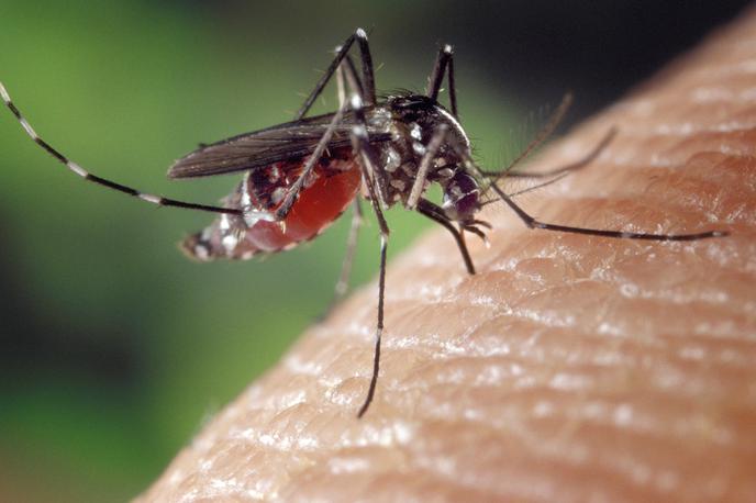 tigrasti komar | Jug Francije se že več let spopada s tigrastimi komarji.  | Foto Pixabay