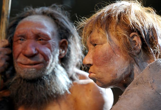 Kosti neandertalca, ki so jih našli v dolini Neandertal, so dobile ime Neandertal 1. Dejansko so kosti pripadale vsaj trem neandertalcem. Neandertalec 1 je živel pred približno 40 tisoč leti. Neandertalci (na fotografiji sta plastični lutki neandertalca in neandertalke v muzeju, ki leži v bližini najdišča v Neandertalu) so izumrli pred približno 40 tisoč leti. Glede barve polti, las in oči neandertalcev so različna mnenja in ugotovitve. Neandertalci, ki so jih našli v Krapini, naj bi tako imeli temno polt in rjave oči. Spet drugi podatki za neandertalce v Španiji in Italiji kažejo, da naj bi imeli svetlejšo kožo in rdečkaste lase. Nekatere raziskave nakazujejo, da naj bi s svojimi geni imeli vpliv na svetlejšo kožo anatomsko sodobnih ljudi v Evropi, druge nakazujejo, da niso imeli vpliva na svetlenje kože anatomsko sodobnih ljudi. | Foto: Guliverimage/Vladimir Fedorenko