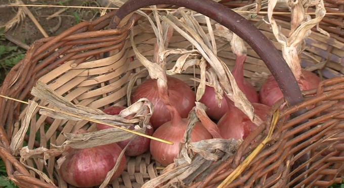 Na Ptujskem je ostalo le še pet kmetij, ki pridelujejo lük z zaščiteno geografsko označbo in negujejo tradicijo.  | Foto: Planet TV