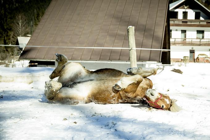 MIhova kobila je z njim že 17 let. Vsakič, ko pride na sneg, se najprej veselo povalja v njem. | Foto: Ana Kovač