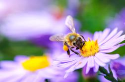 Z optimizmom v novo čebelarsko sezono
