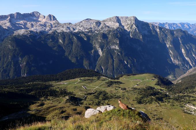 Na poti skupaj s kozorogi uživamo ob pogled (navzdol) na planino Pecol. | Foto: Matej Podgoršek