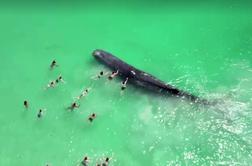 Nevsakdanji dogodek med plavalci: kita so se lahko dotaknili #video