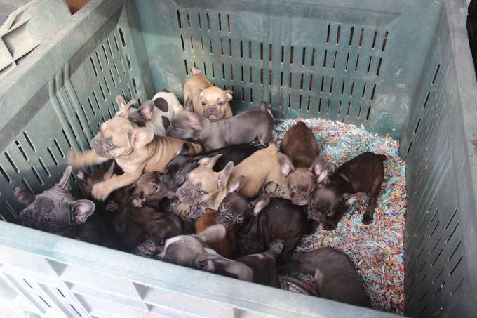 Psi so bili stlačeni v zabojnike in zaprti v kletke, kjer ni bilo posod z vodo in hrano.  | Foto: 