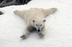 Polarni medved neprekinjeno plaval devet dni