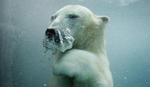 Kako daleč lahko plavajo severni medvedi?