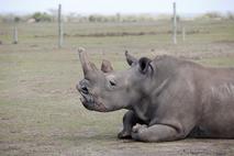 beli nosorog