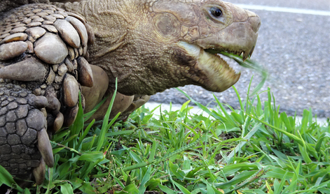 70-kilogramski želvak Bon-chan se sprehaja po ulicah Tokia