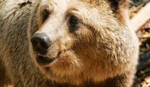 Lovcem dovoljenje za odstrel 115 medvedov