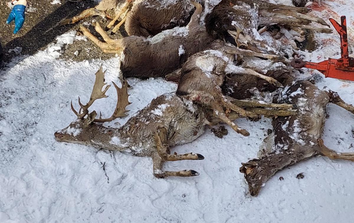 Jeleni pokol | Na mestu so našli 22 poklanih jelenov.  | Foto Katja Kokot/FB