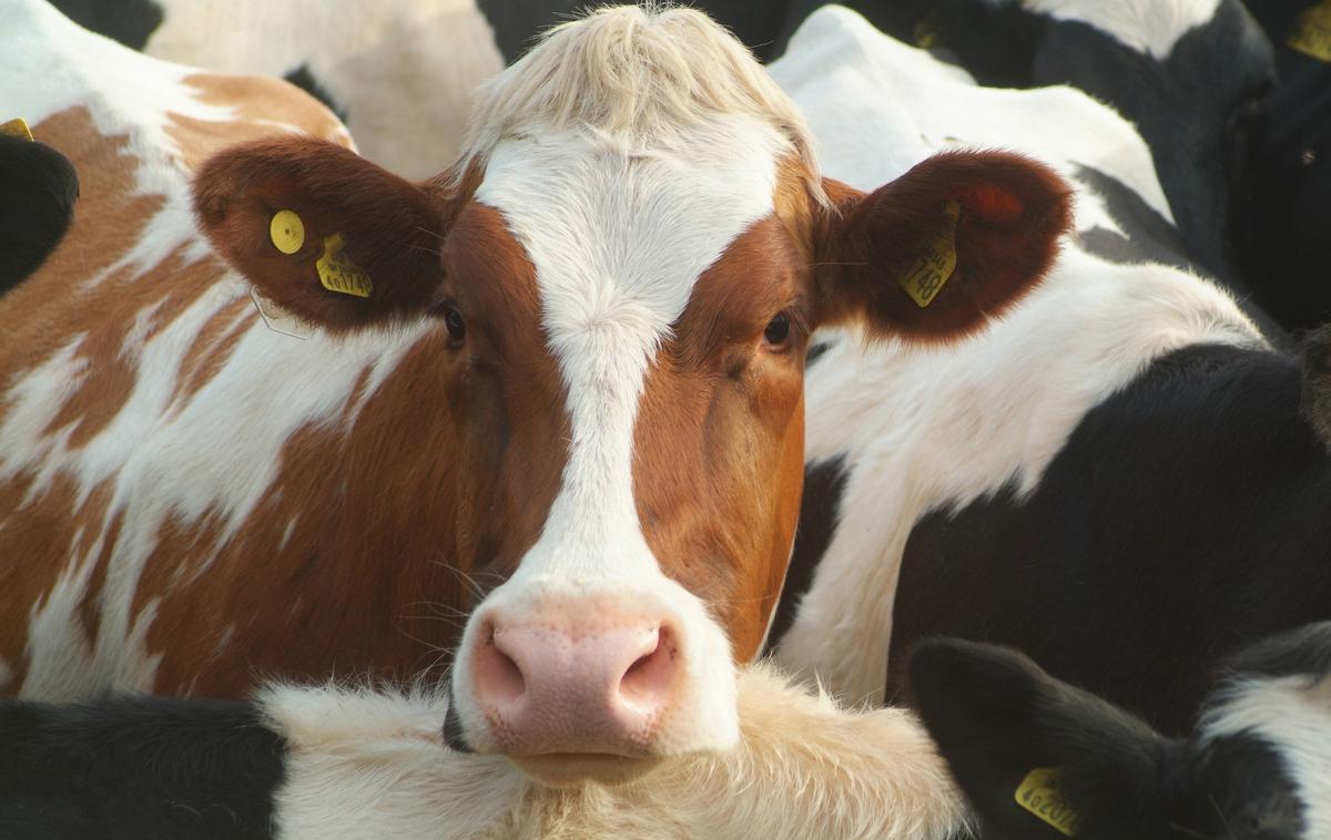 Krava | Ministrstvo v obrazložitvi po navedbah televizije ugotavlja, da je uradna veterinarka v postopku zagrešila hude kršitve zakona o upravnem postopku, tako pri pisanju zapisnika kot pri vodenju postopka in odvzemu živali s kmetije v Leskovcu pri Krškem. | Foto Thinkstock
