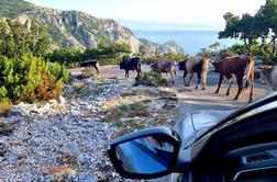 Najvišja cesta na Hrvaškem in krave, ki jo zagodejo voznikom #foto
