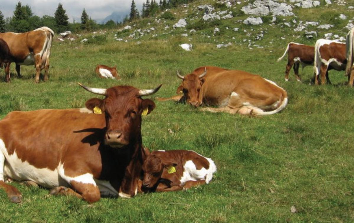 Cikasto govedo | Mleko krav cik ima več beljakovin in maščob. | Foto Getty Images