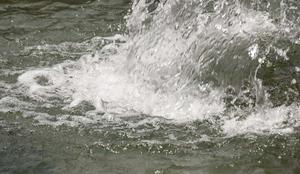 V Sloveniji voda prvič potrjena kot možen vir okužbe z zajčjo mrzlico